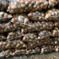 早大白，226，闽薯，荷兰，尤金，兴佳