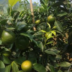 广西贺州市广桔准备上市