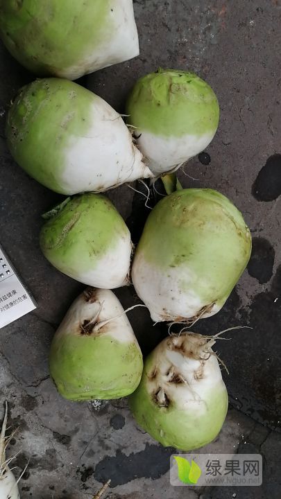 芥菜疙瘩大头菜 芥菜价格行情 蔬菜商情网