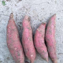 西瓜红大量出售，有要的联系我