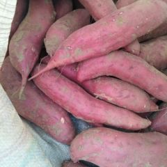 优质沙地红薯
