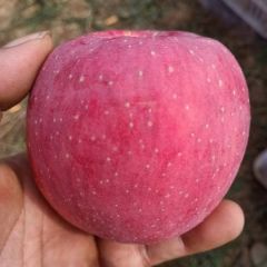 陕西洛川红富士