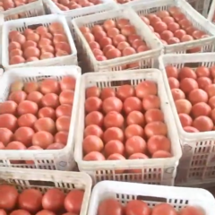西红柿新鲜美味产地直销