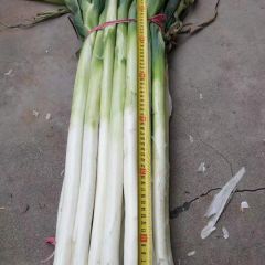 封沟高杆章丘品种大葱上市