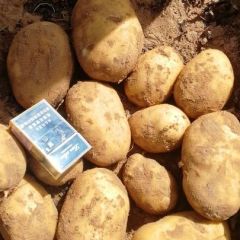 鄂前旗黄沙地土豆持续大量供应