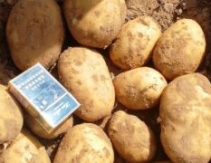 鄂前旗黄沙地土豆持续大量供应