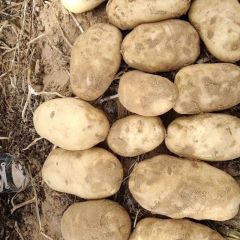 鄂前旗沙漠土豆大量供应