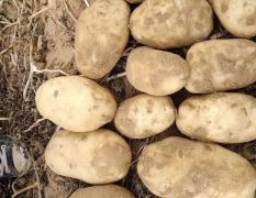 鄂前旗沙漠土豆大量供应