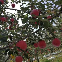 静宁苹果代收，代办