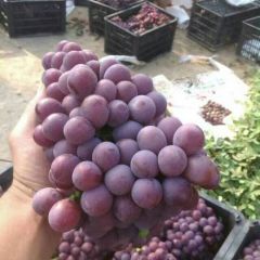 巨峰葡萄巨峰葡萄巨峰葡萄红提葡萄红提葡萄