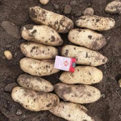 长期大量供应土豆、胡萝卜，价格详谈。