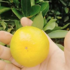 优质蜜橘，互利共赢！ 以果结交天下有缘人！ 用心做事，真诚