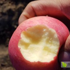 辽宁省鞍山市台安县大量寒富苹果上市