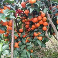 优质沙糖桔中介代办