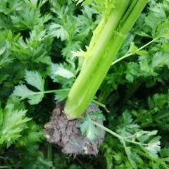 通许西芹，颜色鲜亮！