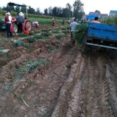 优质大葱销售，葱白40cm左右，直径2～3cm