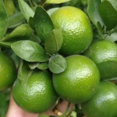 皇帝柑，贡柑上市中，货源充足