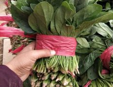 成武菠菜适合全国各大市场，15到20cm，20到25cm25到30C