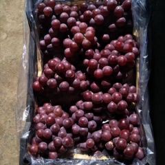供应优质冷库巨峰葡萄，串大粒大口感好，一手货源，货真价实