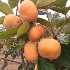 烟台甜柿子大量上市