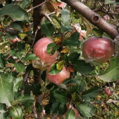 大荔红富士苹果个头大，颜色红