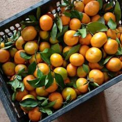 湖南回龙圩管理迥峰蜜桔柑橘火热上市