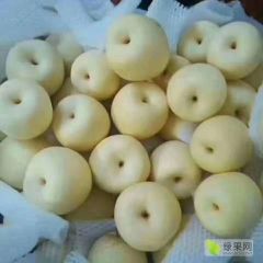 大量供应精品梨