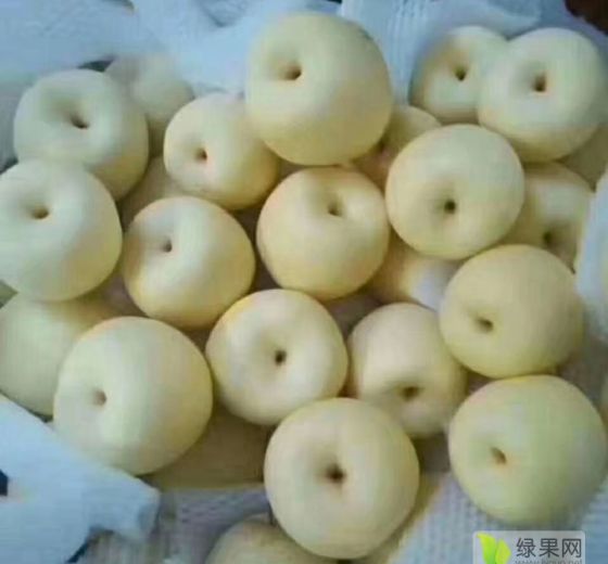 2019年陕西大荔梨价格