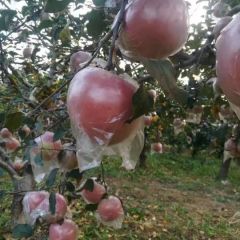 大量供应红富士苹果