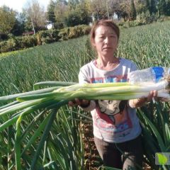 应季大葱市场价出售