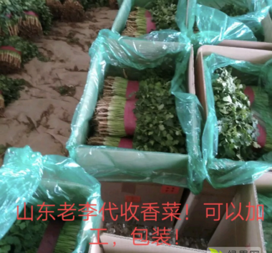 2019年山东东昌府小叶香菜铁杆青价格