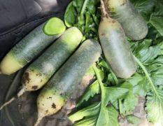 山東肥城水果蘿卜著名品牌