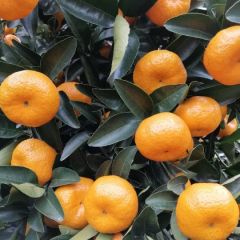 南丰蜜桔，砂糖桔，实力代办，提供分拣打蜡包装，物流仓储等