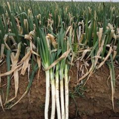 长年供应铁杆大葱，毛葱，净葱，专业团队，