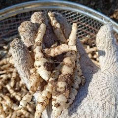 大量供应螺丝菜，有需要的联系我！