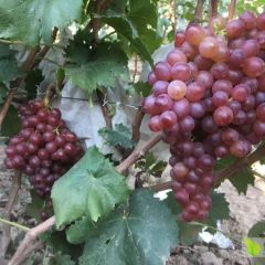 山东红宝石无核葡萄成熟上市