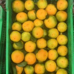 代销早，中熟柑橘
