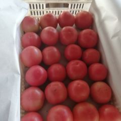 河北唐山乐亭硬粉西红柿大量上市中9-12月