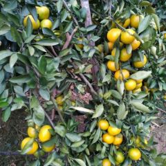 湖南江永迥峰蜜桔柑橘欢迎合作