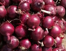☞甘肃洋葱-（出口，电商，加工厂，市场）