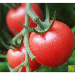 绿色无激素无农药残留圣女果