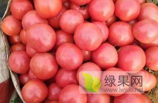 费县暖棚西红柿上市中
