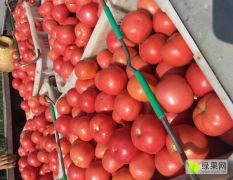 四川仁和红果 粉果西红柿聚焦市场