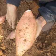 直销量大质量有保证！良心种植户！