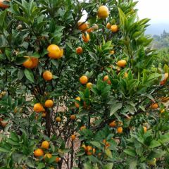 广西桂林臭皮柑（棉桔）开始上市