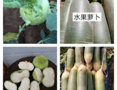 山东省肥城市苤蓝与萝卜销售