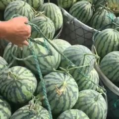 美都麒麟8424西瓜