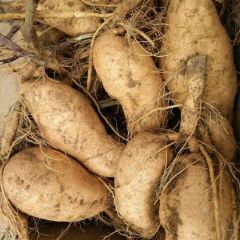 自家沙土地红薯（地瓜）