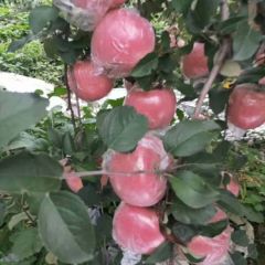 山西临猗县西北半坡红富士苹果欢迎四面八方客户前来光临合作。