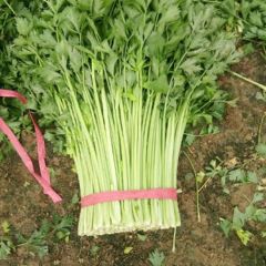 江苏铜山法国皇后芹菜长势旺盛